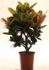 Croton gr petra p37 h160