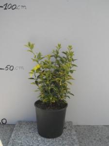 Euonymus in variety c10 40/+