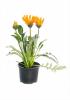 Gazania geel p10 h20