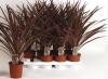 Cordyline aust. red star p17 h85