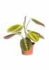 Maranta tricolor p10 h25 planta care se roaga