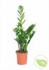 Zamioculcas p24 h105 &lt;&gt;