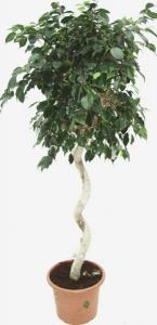 Ficus be exotica p40 h170 twisted/spiral