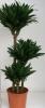 Dracaena compacta m20 3 pl100/110 8002