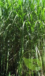 Miscanthus p19 stuf chinezesc