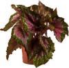 Begonia rex/elat. hybr. p13 h30