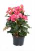 Begonia mix 4kleu p13 h30