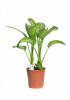 Dieffenbachia p17 h50