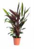 Calathea mix p13 h40 planta paun