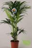 Kentia (howea forsteriana) 6pp p24 h110