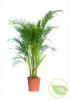 Areca p27 h150 palmierul exotic