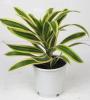 Dracaena song of india bran. p30