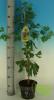 Ginkgo biloba 300/350 c70l copacul vietii