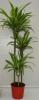 Dracaena lemon 603015 3pp p21 h120 &lt;&gt;