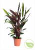 Calathea p19 h90 planta paun