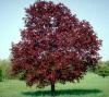 Acer platanoides crimson king c70 250-300 artar