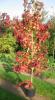 Liquidambar styraciflua 8/10 c18