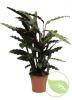 Calathea/ctenante mix p13 h40 planta paun