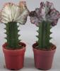 Euphorbia lactea f. cristata p18 h50 cn cactus