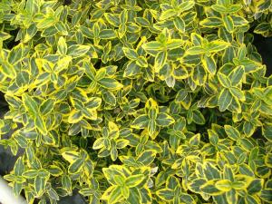 Euonymus fortunei Emeraldn Gold