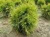 Thuja occidentalis golden globe