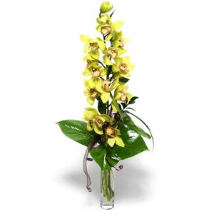 Orhidee imperiala
